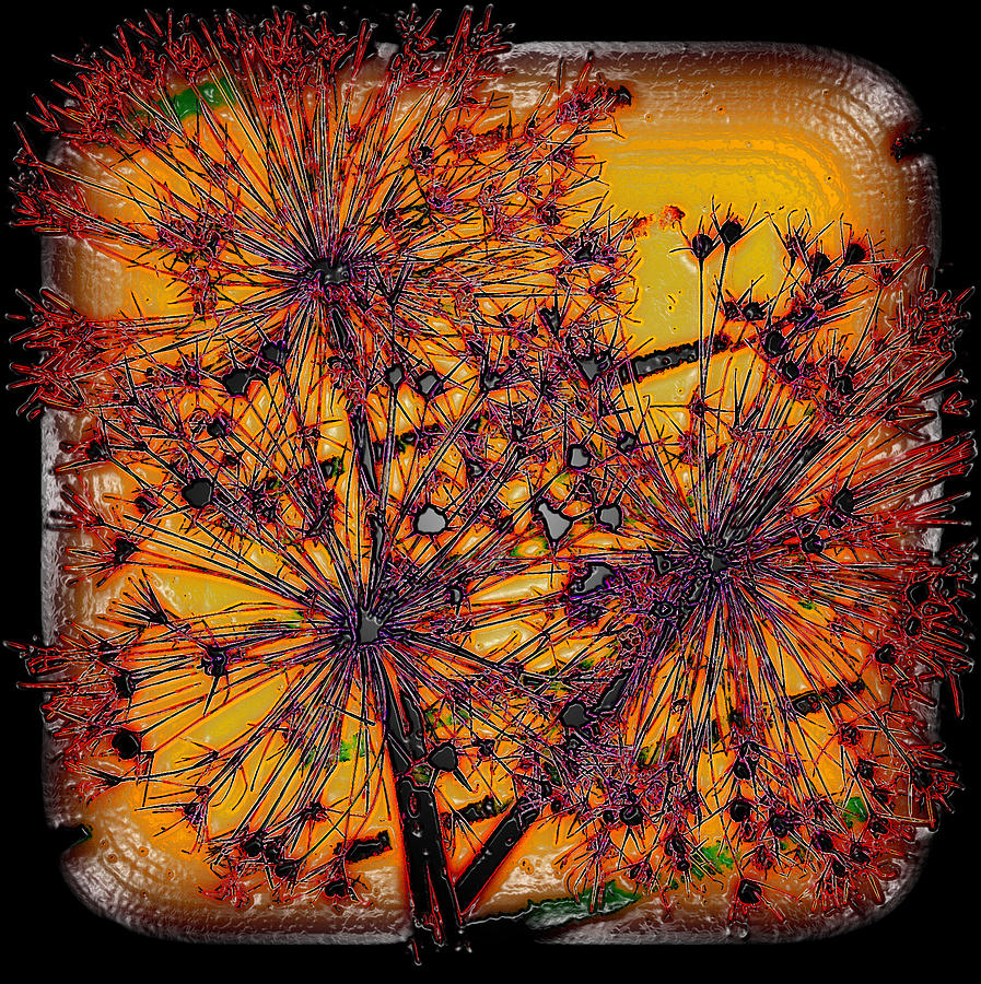 Allium Photograph by Jodie Marie Anne Richardson Traugott          aka jm-ART