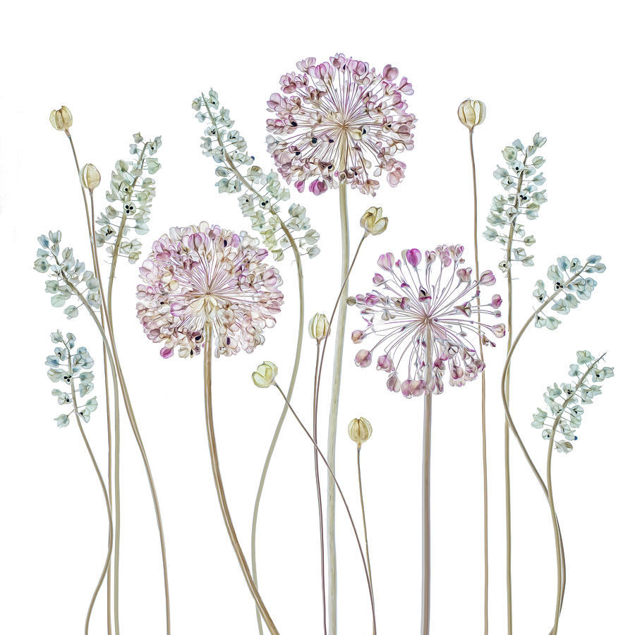 Flower Photograph - Allium by Mandy Disher