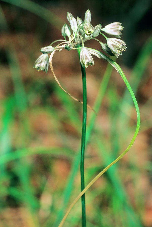 Allium Paniculatum Fuscum Photograph by Bruno Petriglia/science Photo Library