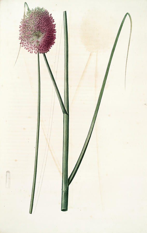 Flower Drawing - Allium Sphaerocephalon, Allium Sphaerocephalum Ail à Téte by Artokoloro