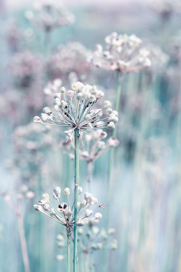 Allium Photograph by Steve Stephenson