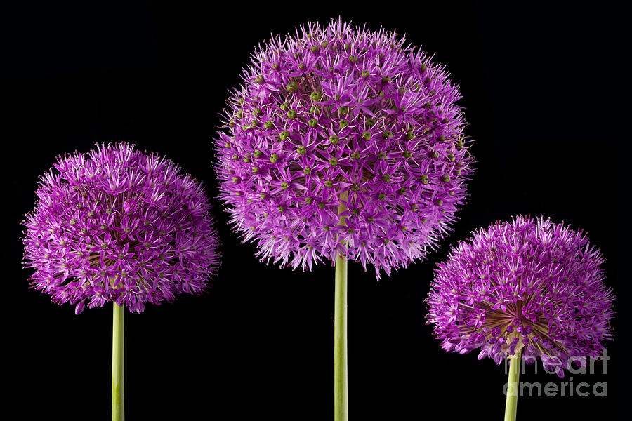 Nature Photograph - Allium Trio by John Edwards