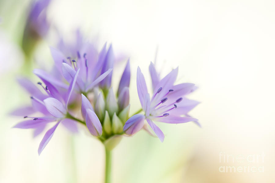 Nature Photograph - Allium Unifolium Eros by Tim Gainey