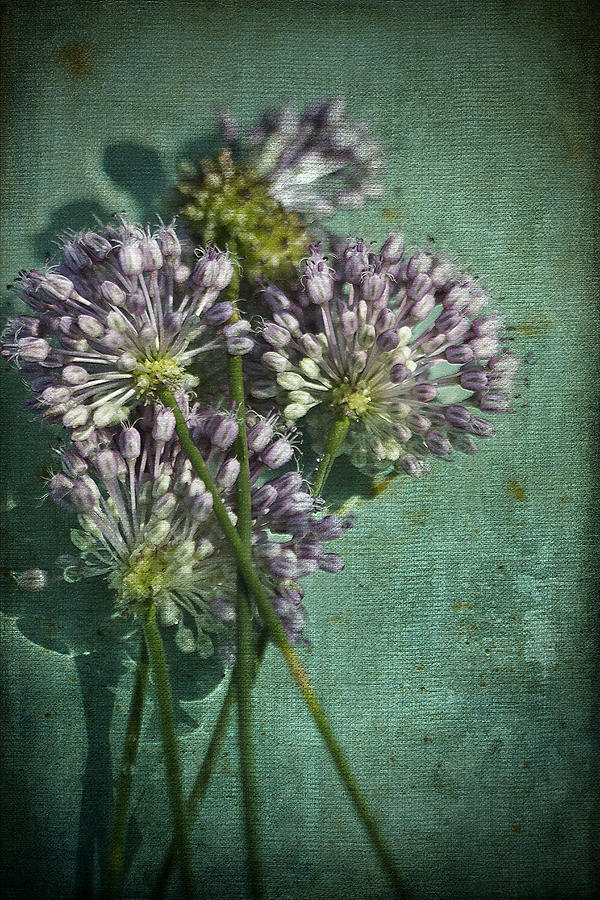 Allium Wildflower With Grunge Textures Photograph by Kathy Clark