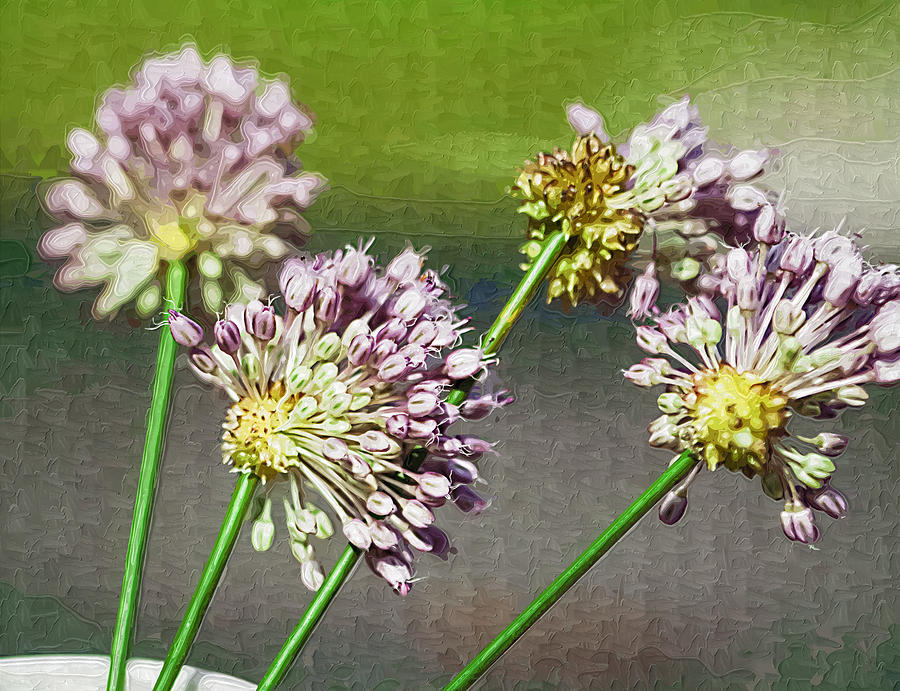 Allium Wildflowers - Crow Garlic Photograph by Kathy Clark