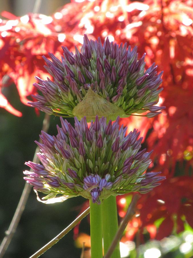 Allium With Japanese Maple Photograph by Alfred Ng