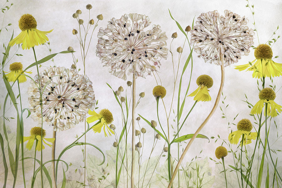 Summer Photograph - Alliums And Heleniums by Mandy Disher