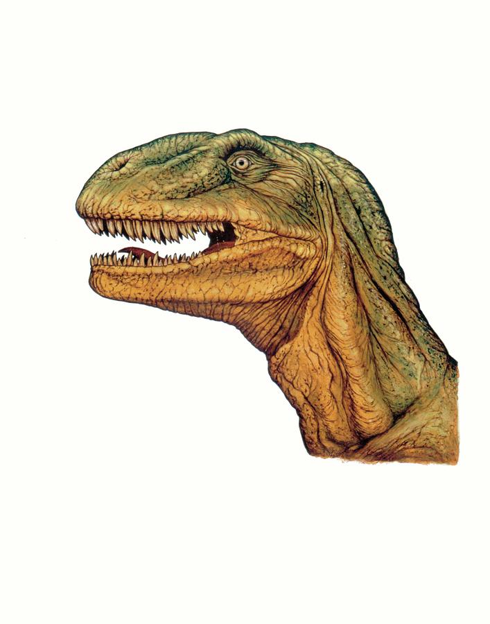 allosaurus head