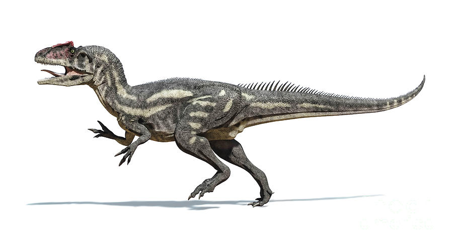 Allosaurus Dinosaur On White Background Digital Art