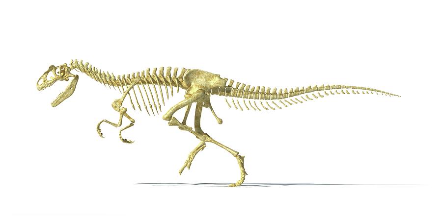 skeleton allosaurus