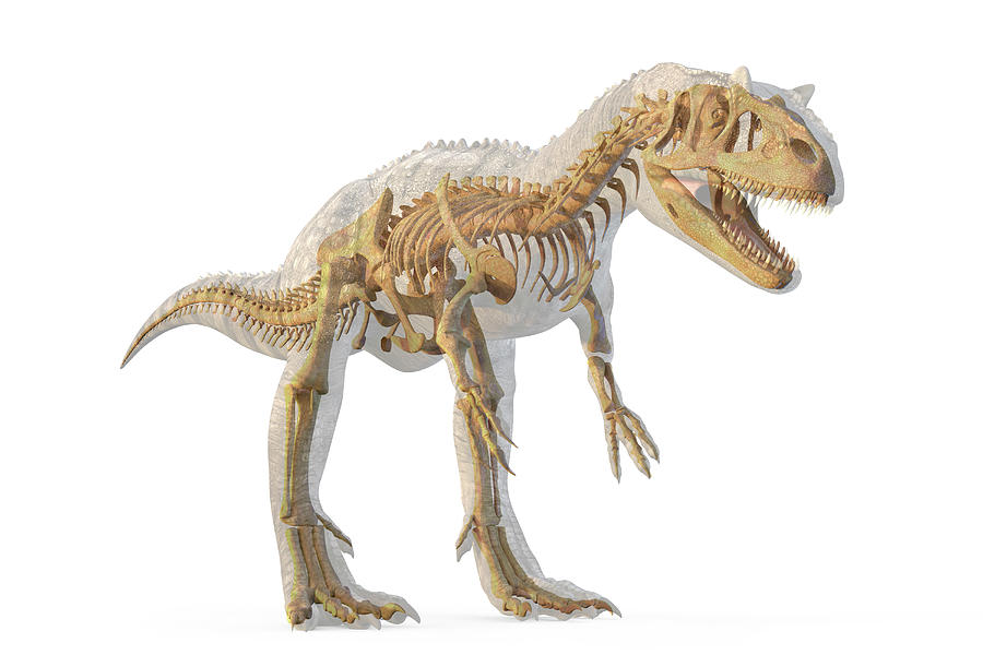Prehistoric Photograph - Allosaurus Dinosaur Skeleton by Roger Harris/science Photo Library
