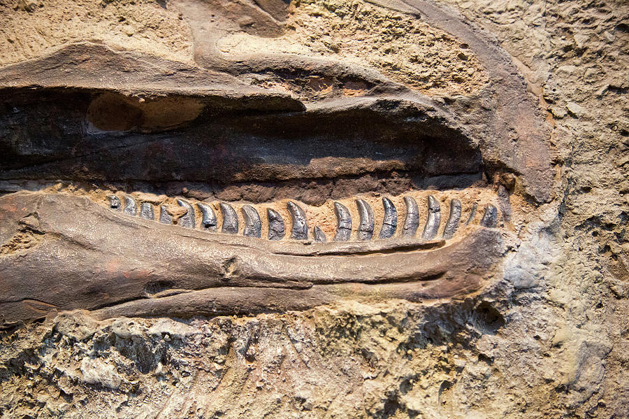 allosaurus fossil