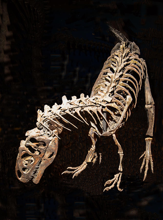 Allosaurus Fragilis Photograph by Millard H. Sharp