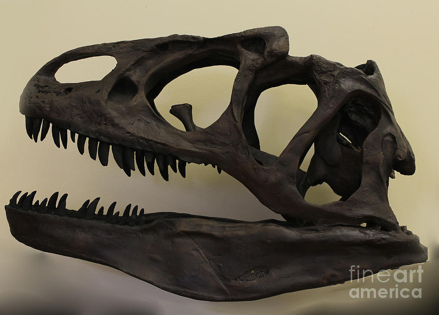 Allosaurus Skull Photograph by Steven Parker