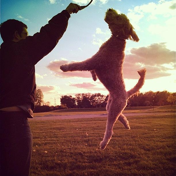 Highjump Photograph - #all_shots #instadog #ilovemydog by Joy Eshleman