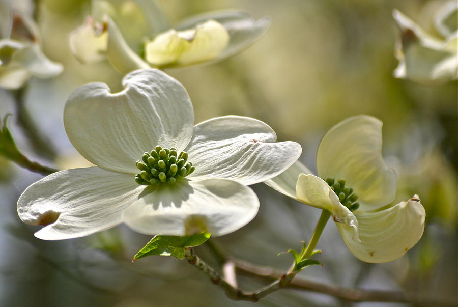 Alluring Dogwoods Photograph by Eve Spring - Fine Art America