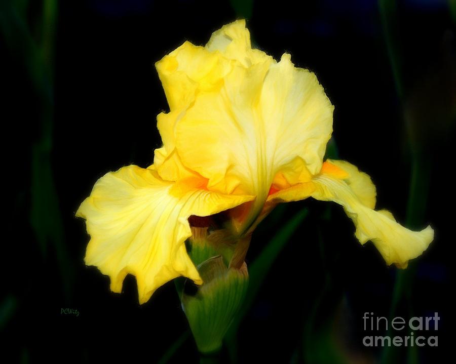 Alluring Iris Photograph by Patrick Witz