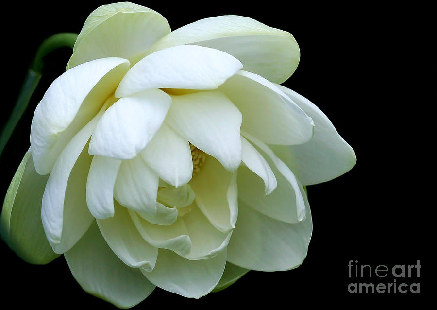 Alluring Lotus Photograph by Sabrina L Ryan