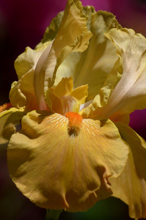 Alluring Peach Iris Photograph by Maria Urso