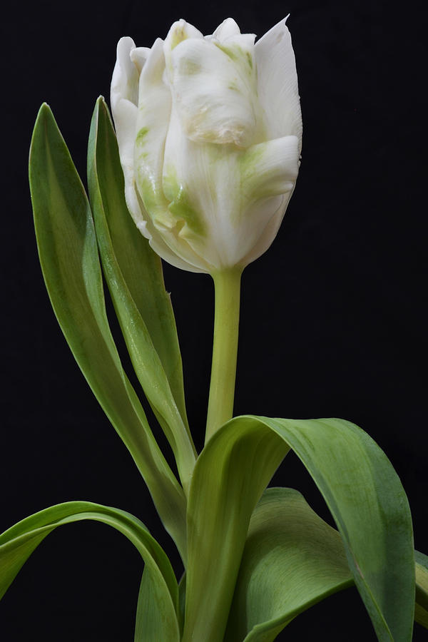 Alluring Tulip. Photograph by Terence Davis