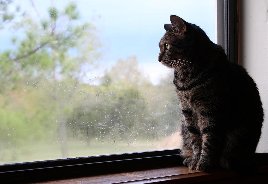 Tabby Cat Photograph - Ally In The Window by Carolyn Fletcher