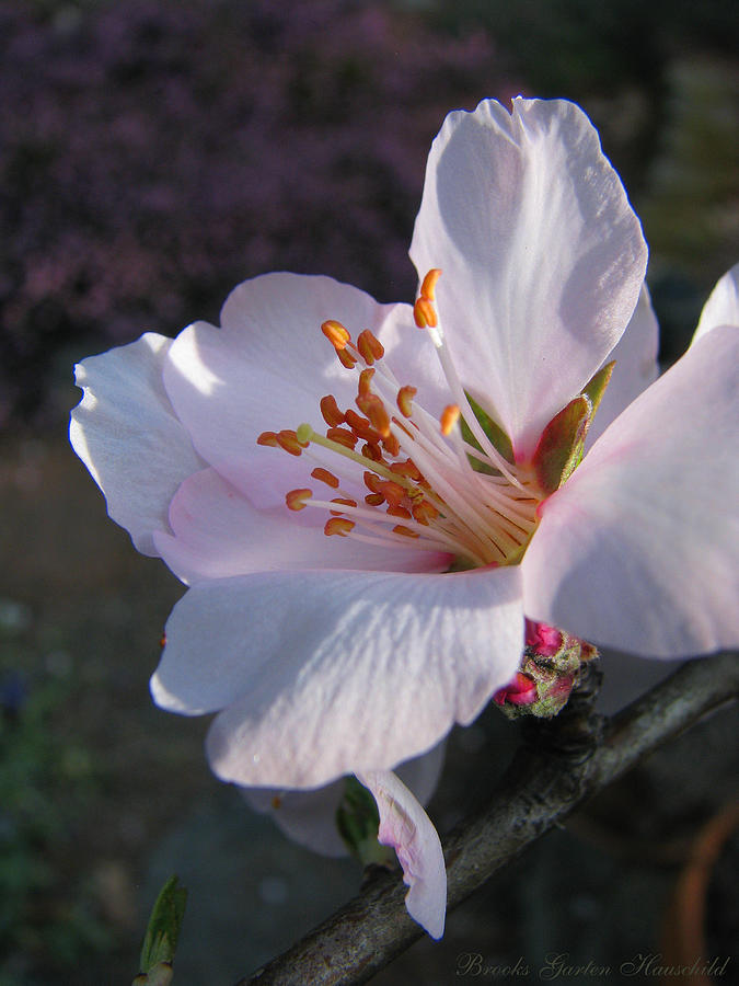 Almond Blossom Delight - Flower Macro - Floral Photography Photograph by Brooks Garten Hauschild