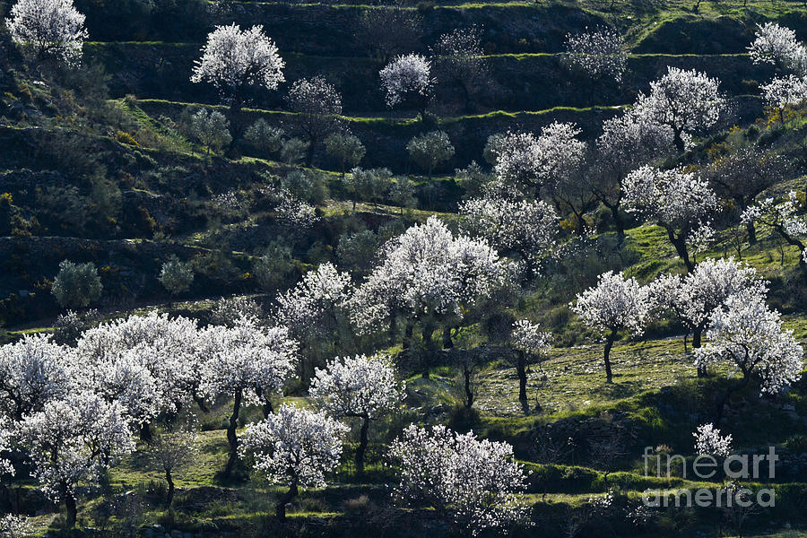 Almond Blossom in Andalusia Photograph by Heiko Koehrer-Wagner