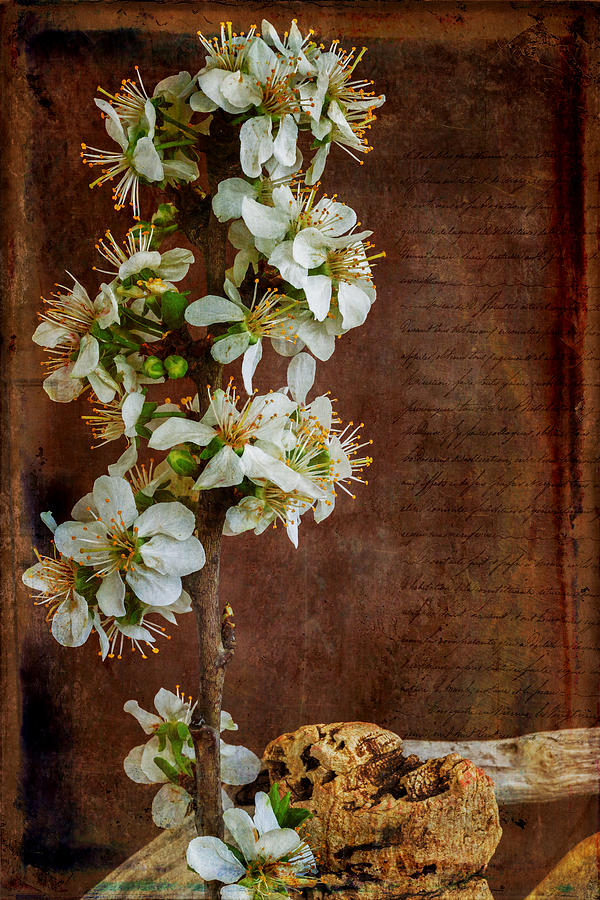 Almond Blossom Photograph by Marco Oliveira