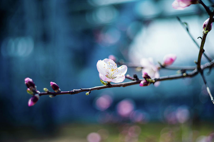 Almond Blossom Photograph by Moaan