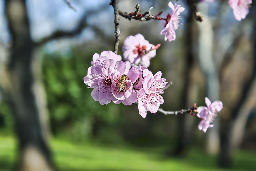 Tree Photograph - Almond blossoms  by Abram House