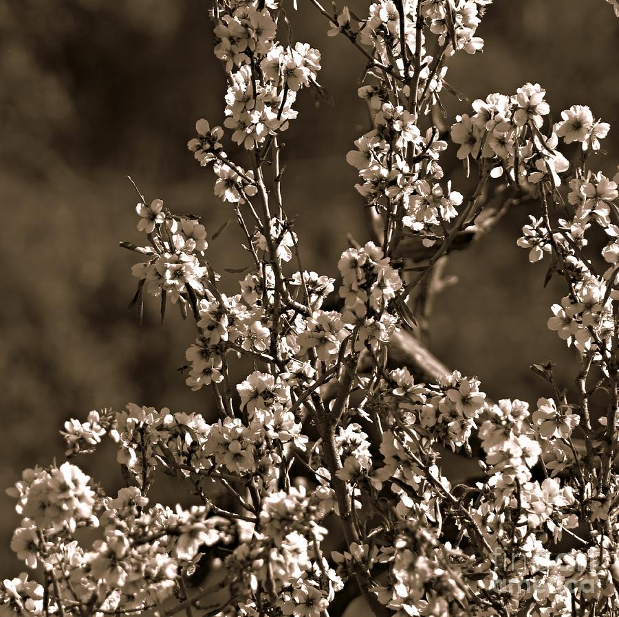 Almond Blossoms Photograph by Clare Bevan