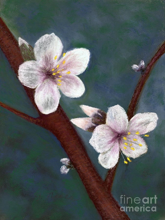 Almond Blossoms Pastel by Ginny Neece