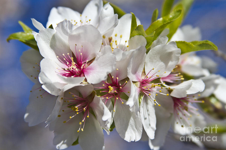 Almond Blossoms Photograph by Heiko Koehrer-Wagner