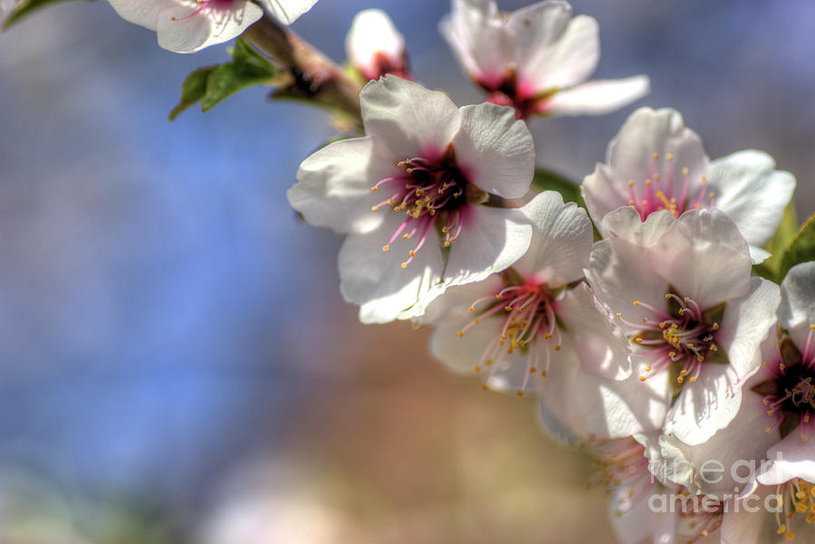 Almond Blossoms Photograph by Jim And Emily Bush
