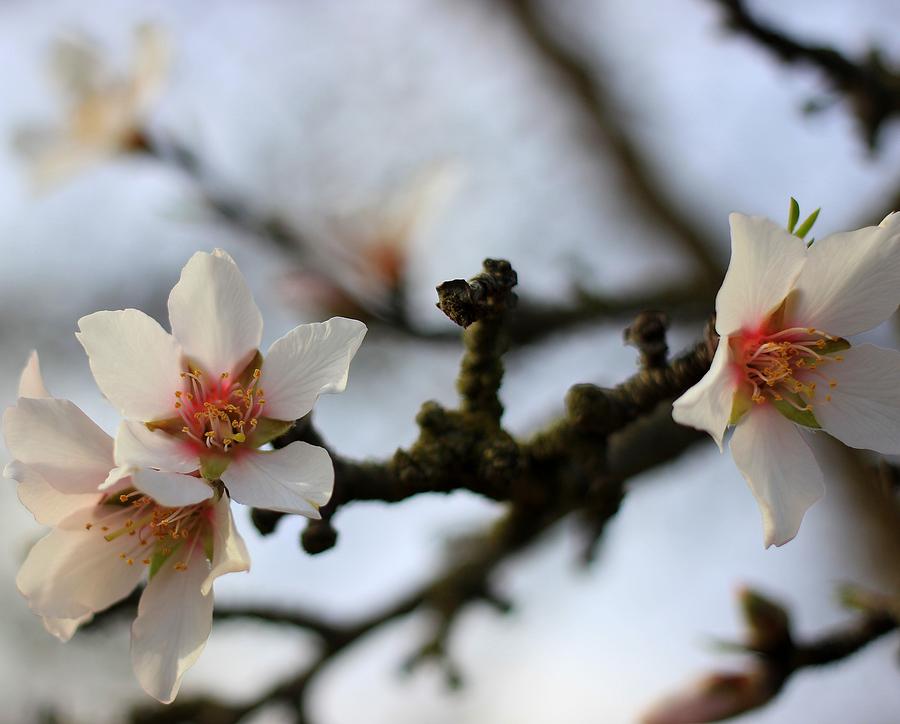 Almond Blossoms Photograph by Karen Jensen