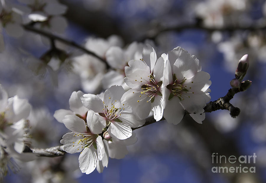 Almond Blossoms Photograph by Kathleen Gauthier