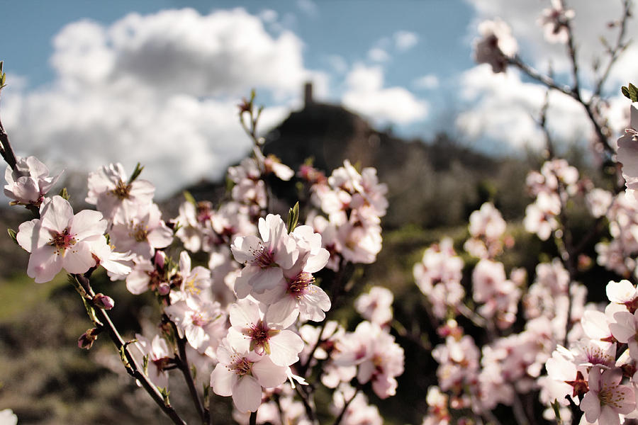 Almond blossoms Photograph by Pedro Fernandez
