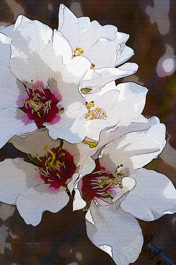 Almond Blossoms Photograph by Phyllis Denton