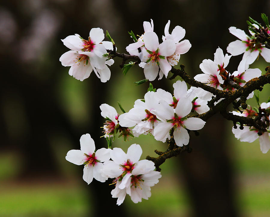 Almond Blossoms Photograph by Robert Woodward