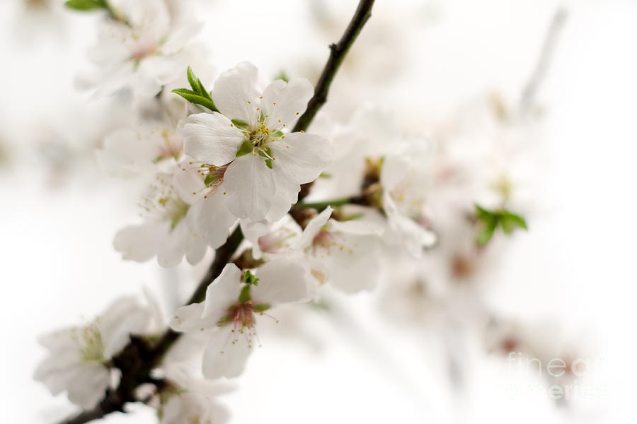Flower Photograph - Almond flowers by Tomislav Zivkovic
