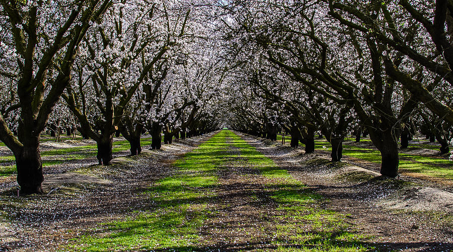 Almond Grove Photograph by Mike Ronnebeck