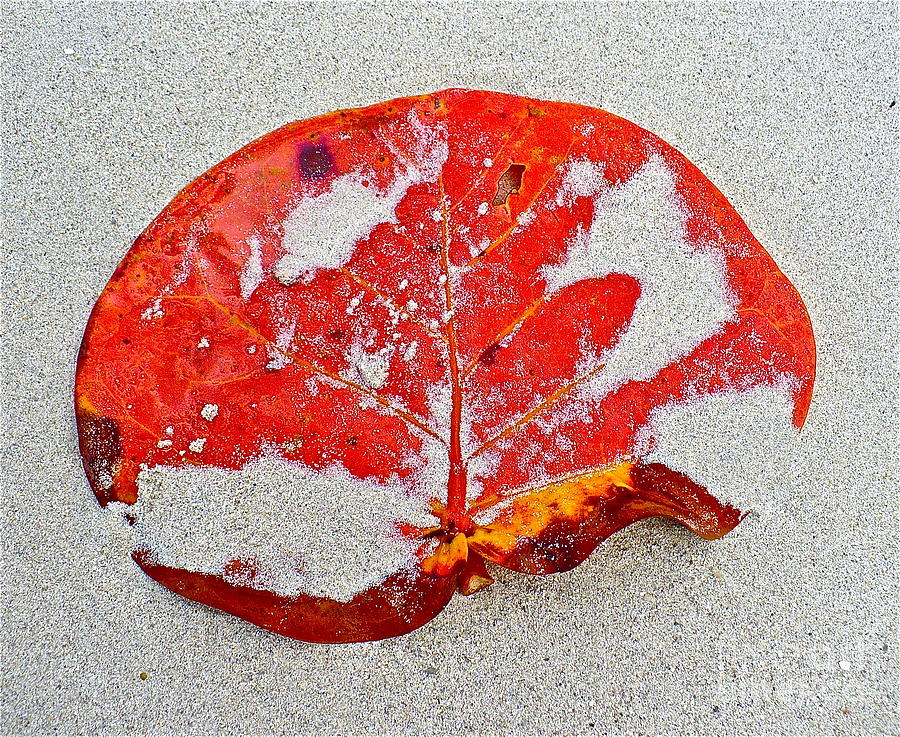 Almond Leaf on Beach Photograph by Linda Bianic