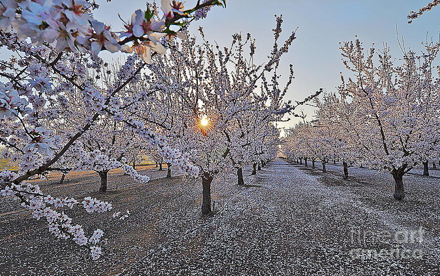 Sutter County Photograph - Almond Orchard Blooms  by Michelle Zearfoss