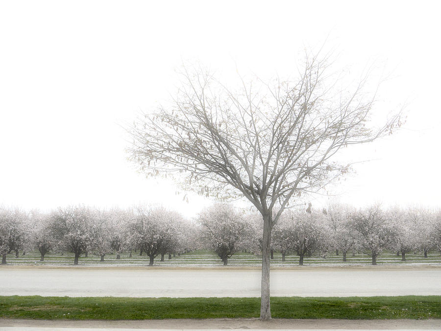 Spring Photograph - Almond Orchard by Carol Leigh