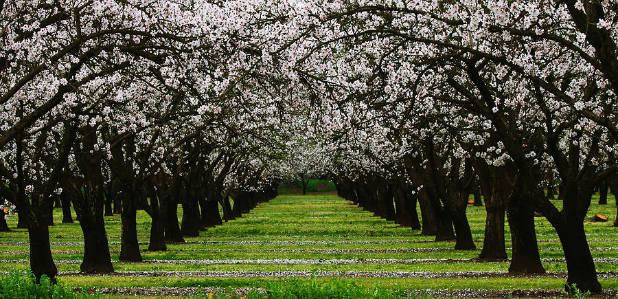 Almond Orchard Photograph by Robert Woodward