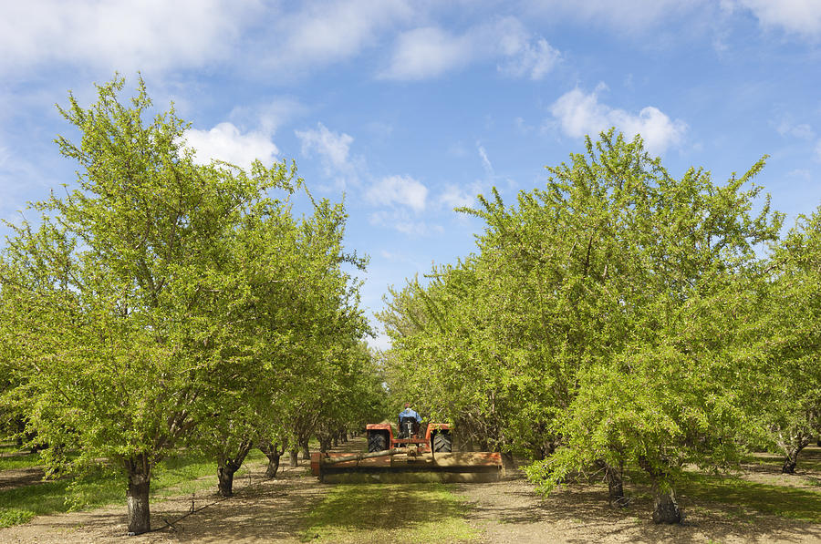 Almond Orchard With Ripening Fruit on Trees Photograph by GomezDavid