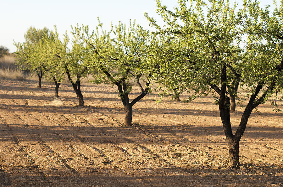 Almond plantation trees Photograph by Deyangeorgiev