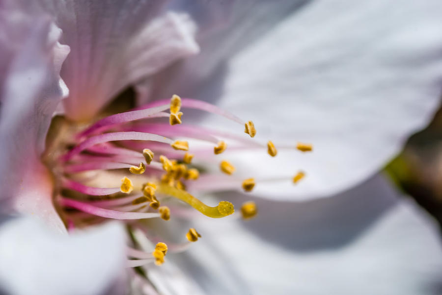 Flower Photograph - Almond Tree Blosom Macro by Meir  Jacob