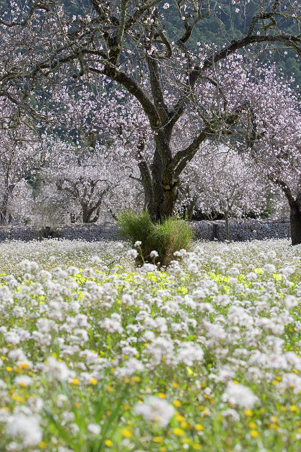 Almond Tree In Blossom, Near Randa Photograph by Holger Leue