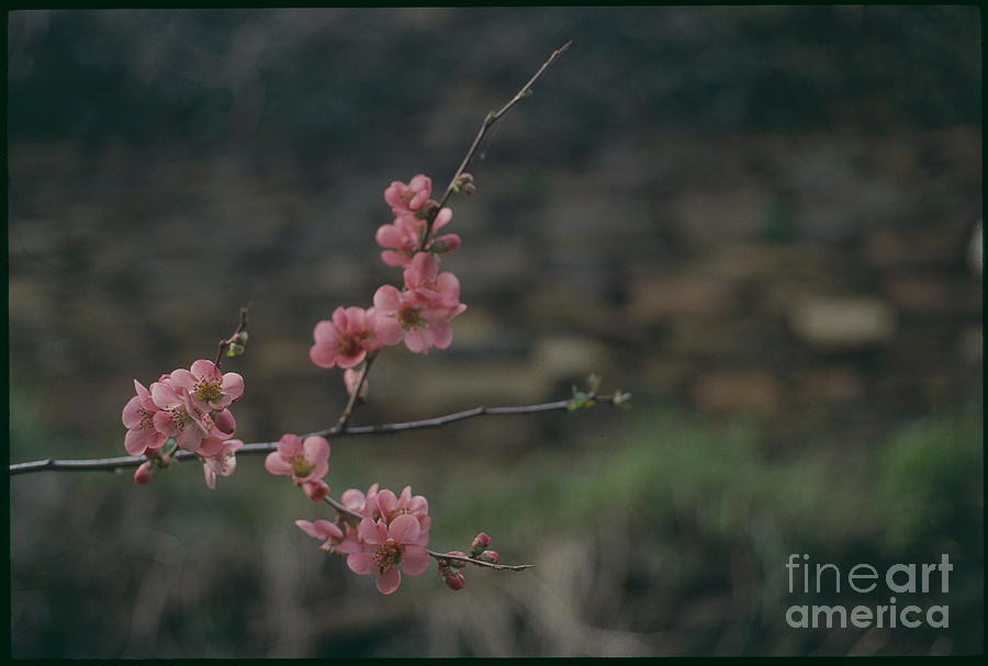 Almond Tree Pink Flowers Picture Photograph by Antonio Martinho